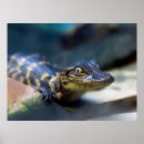 Search for cute alligator posters Reptile