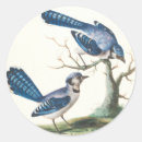 Search for jay bird stickers Nature