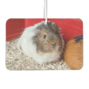 Search for guinea car accessories Pig