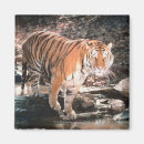 Search for animal crossing magnets Nature