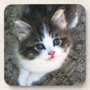 Search for rescue coasters Pet