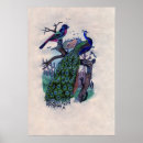 Search for french peacock art Birds