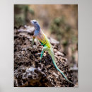 Search for gecko lizard posters Nature