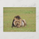 Search for male lions postcards Horizontal