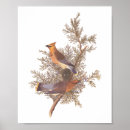 Search for audubon birds posters John james audubon