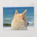 Search for white german shepherd postcards Animal