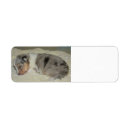 Search for shelties return address labels Miniature collie