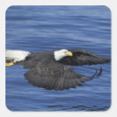 Search for alaska eagle stickers Animal