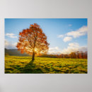 Search for forest fire posters Tree