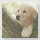 Search for labrador coasters Puppy