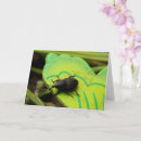 Search for beetles cards Bugs