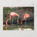 Search for flamingo picture postcards Wildlife