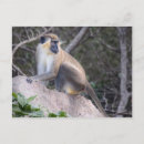 Search for st kitts and nevis postcards Island
