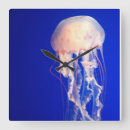 Search for jellyfish clocks Animals