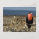 Search for galapagos islands postcards Wildlife
