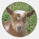 Search for kid goat stickers Animal