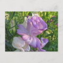 Search for belles postcards Gardens
