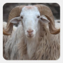 Search for rams stickers Farm animal
