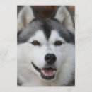 Search for husky invitations Siberian husky dog