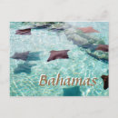 Search for stingray postcards Travel