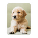 Search for couch magnets Golden retriever