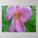 Search for rose macro posters Nature