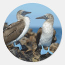 Search for galapagos islands stickers Booby