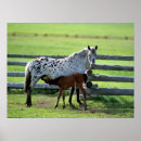 Search for colt posters Field