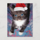 Search for christmas kitten postcards Funny
