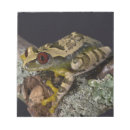 Search for treefrogs Wildlife
