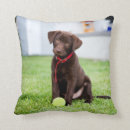 Search for chocolate labrador cushions Puppy