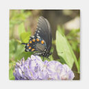 Search for nectar magnets Nature