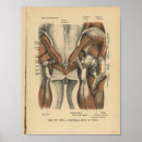 Search for pelvic Anatomy