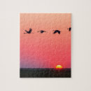 Search for migration Sky
