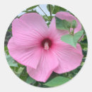 Search for fuchsia flower stickers Summer