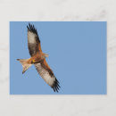 Search for wingspan postcards Bird
