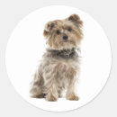 Search for yorkie dad Dog mum