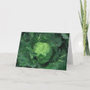 Search for cabbage cards Oleracea