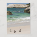 Search for african penguin postcards Spheniscus demersus