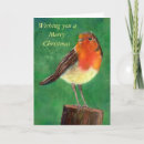 Search for european robin bird postcards Erithacus rubecula