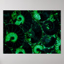 Search for nautilus posters Shell