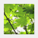 Search for raindrop magnets Nature