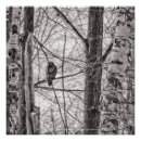 Search for hawk paintings posters Nature