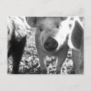 Search for piglets photography Animal