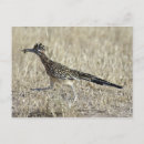 Search for roadrunner postcards Nature