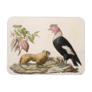 Search for ecuador magnets Animals