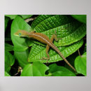 Search for chameleon posters Hawaii