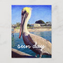 Search for bird sayings postcards Pelican