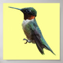 Search for ruby throated posters Photography