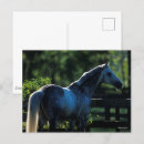 Search for dapple grey postcards Stallion